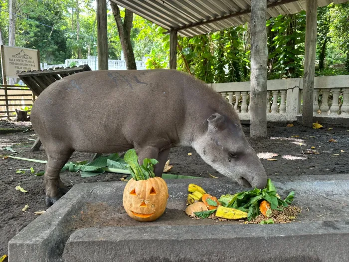 Parque Arruda Câmara promove enriquecimento alimentar temático para animais