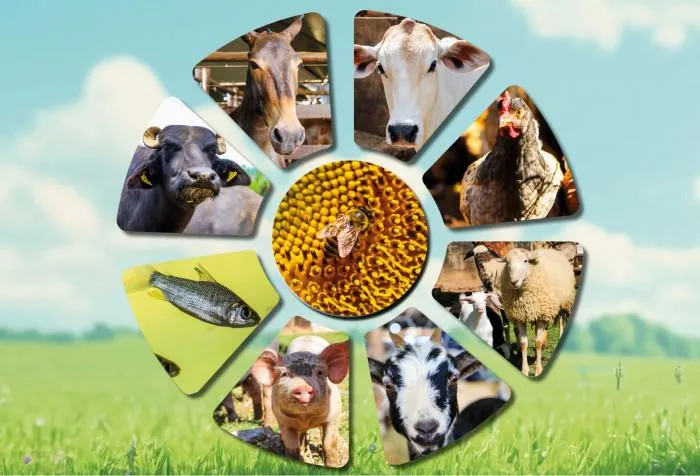 Produtores devem atualizar cadastro de rebanhos até 15 de dezembro