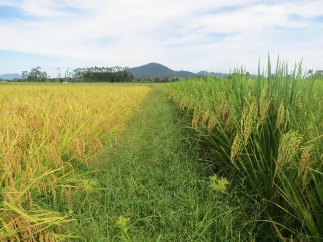 Arroz da Epagri é reconhecido internacionalmente por contribuir com segurança alimentar em tempos de mudanças climáticas