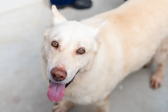 Não compre, adote! Mais de 170 pets estão em busca de um novo lar no CCZ