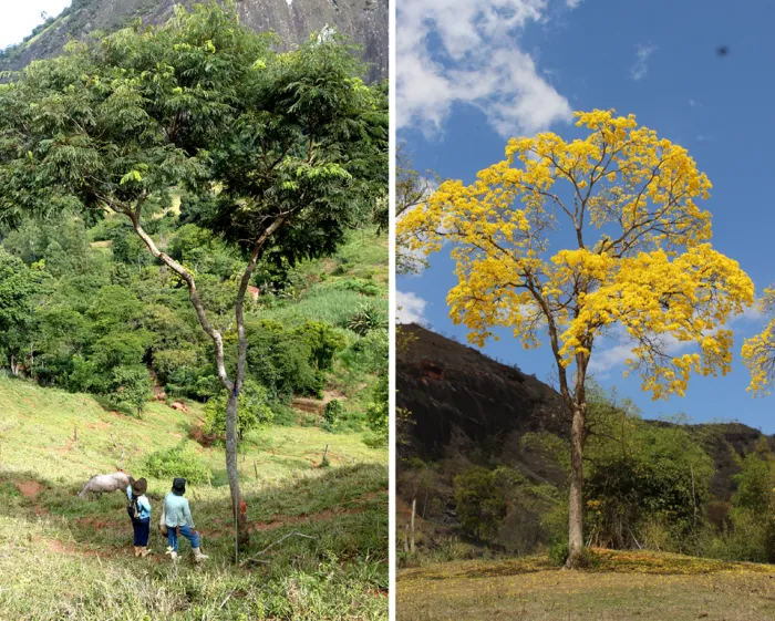Nova publicação do Incaper aborda pastagens arborizadas