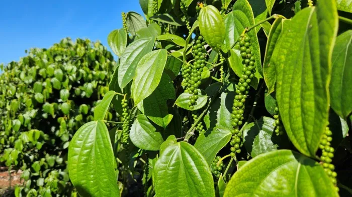 Pimenta-do-reino capixaba bate recorde de exportações em 2025
