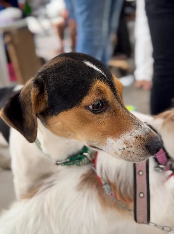 Prefeitura promove evento de adoção responsável de cães e gatos nesta quinta-feira