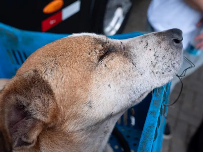 Carreta do Pet Vida chega a Rio Bananal com serviços gratuitos