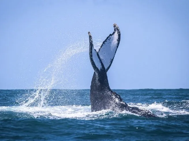 Foto: Reprodução/Prefeitura de São Sebastião - SP
