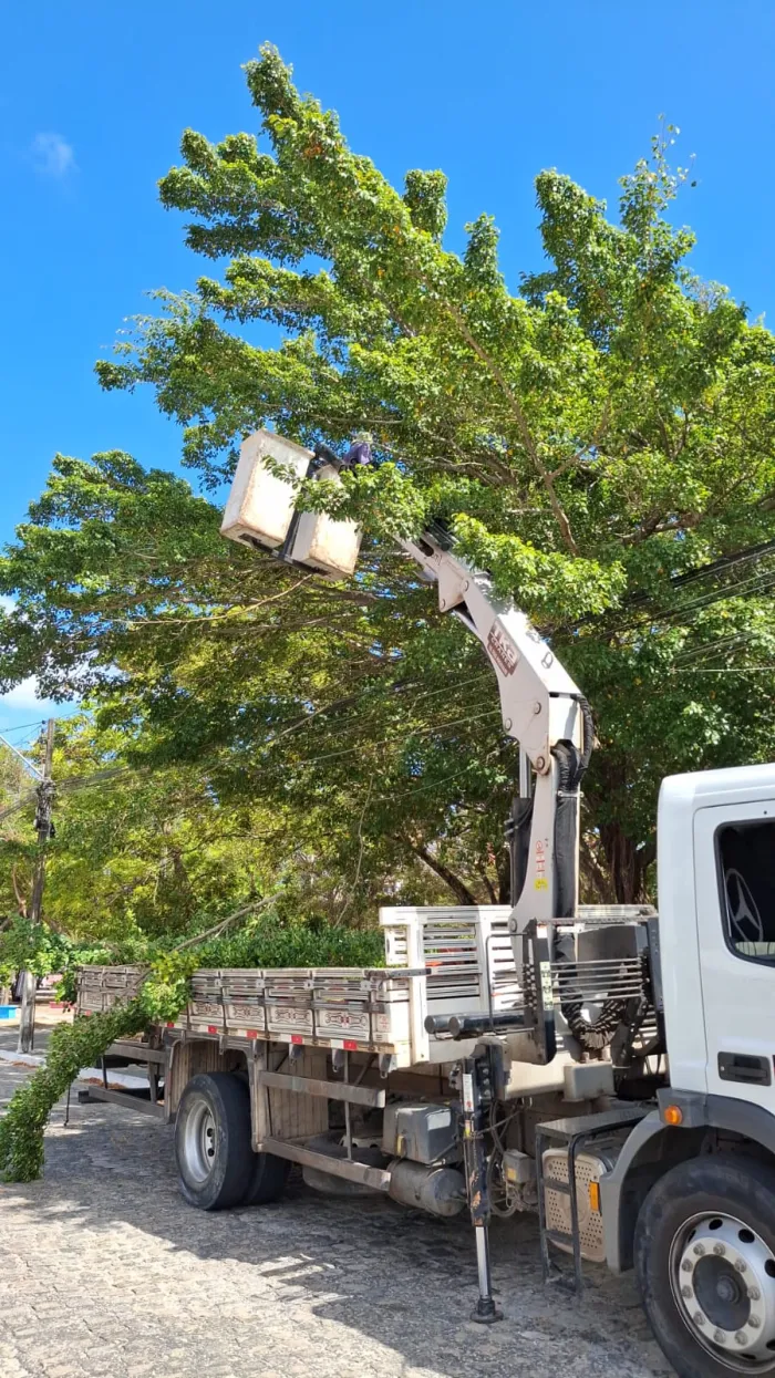 Sedurb realiza quase 1.200 podas de árvores na Capital, em novembro