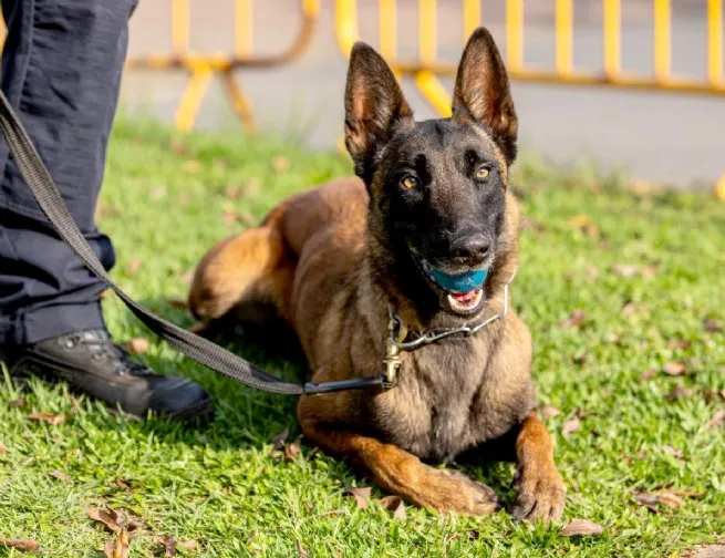 Foto: Reprodução/Prefeitura de São Sebastião - SP