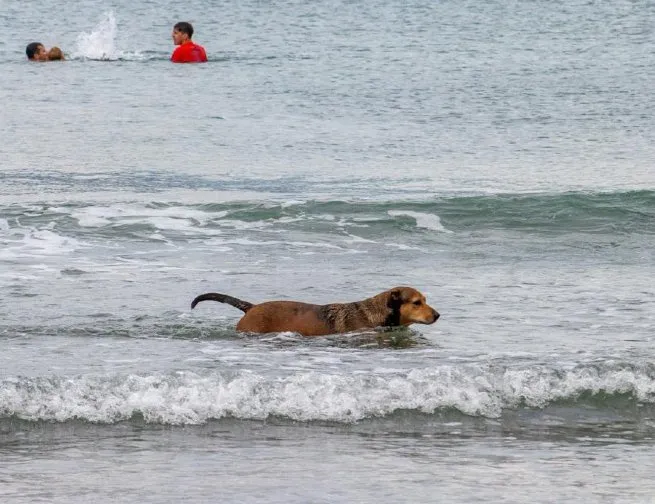 Prefeitura de São Sebastião alerta tutores de pets sobre proibição de animais domésticos na praia