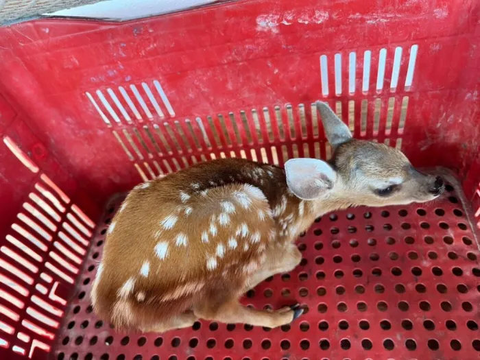 Polícia Militar resgata filhote de cervo em Castelo do Piauí e encaminha a centro de triagem em Teresina