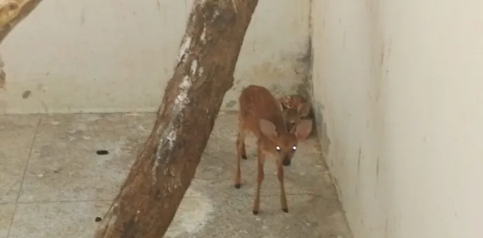 Filhote de veado-catingueiro resgatado em Castelo do Piauí é transferido para Centro de Triagem de Animais Silvestres
