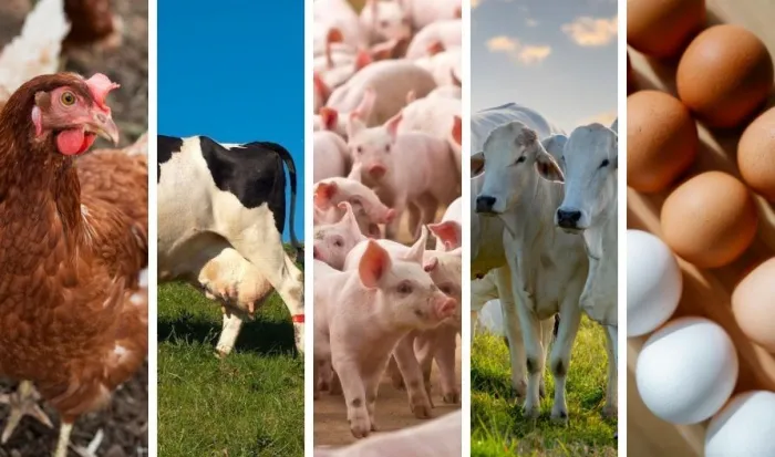 Produção animal no Espírito Santo tem alta no abate de aves e bovinos