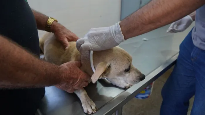 Campanha Fora-Leish apresenta a continuidade do sucesso da ação de encoleiramento de cães