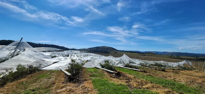 Governo orienta produtores a buscarem programas estaduais de apoio diante das perdas registradas em lavouras atingidas por granizo