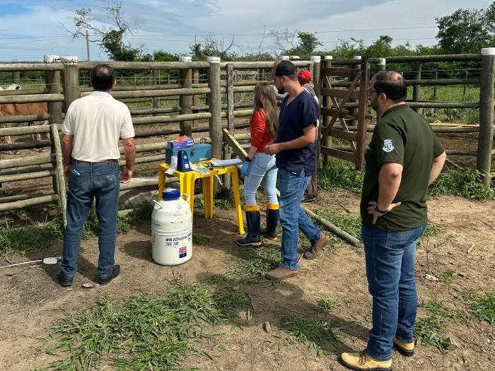 Equipe da SMDR visita campos do projeto Citrus do Futuro e acompanha trabalho de inseminação artificial