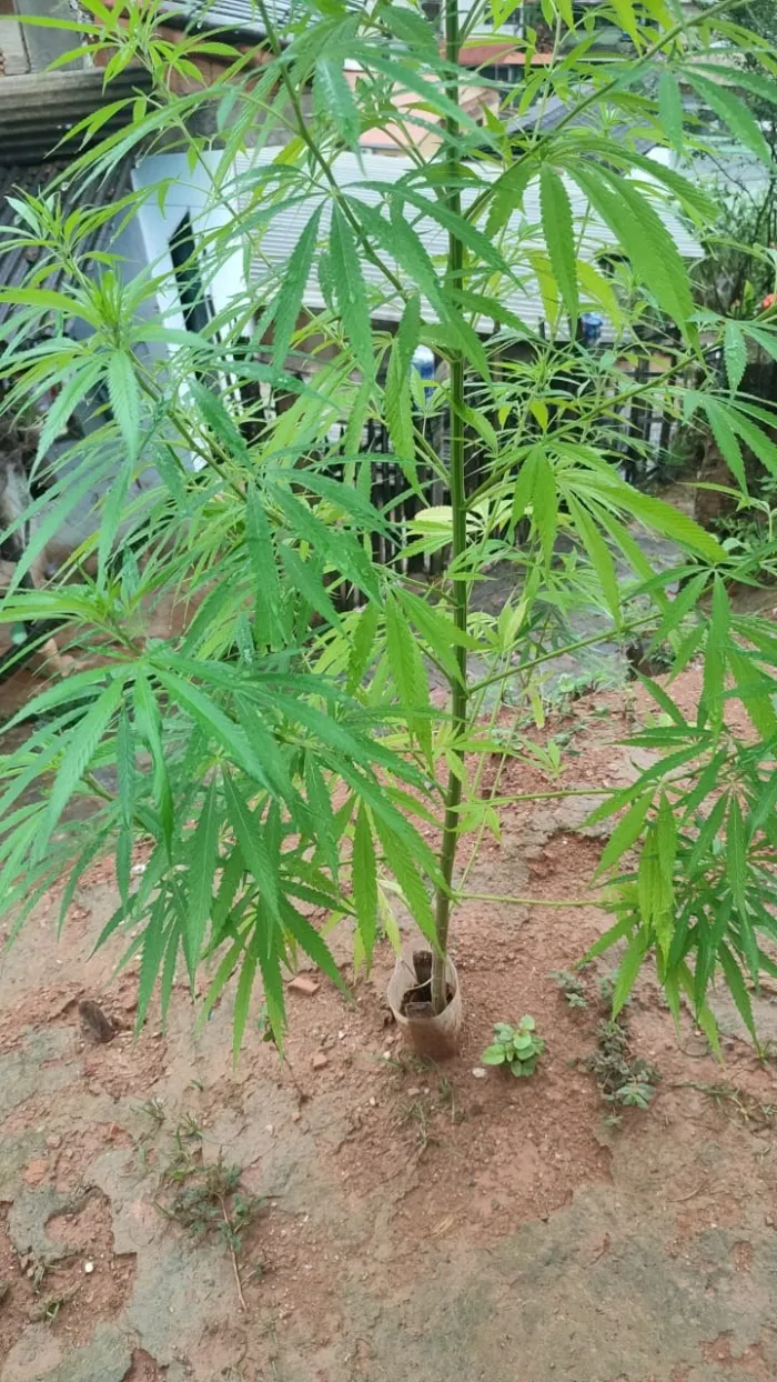 Militares da 15ª Cia Independente apreendem pés de maconha em Mimoso do Sul