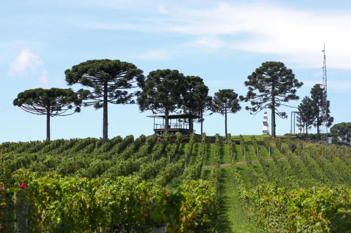 Santa Catarina cria programa para modernizar o Pagamento por Serviços Ambientais