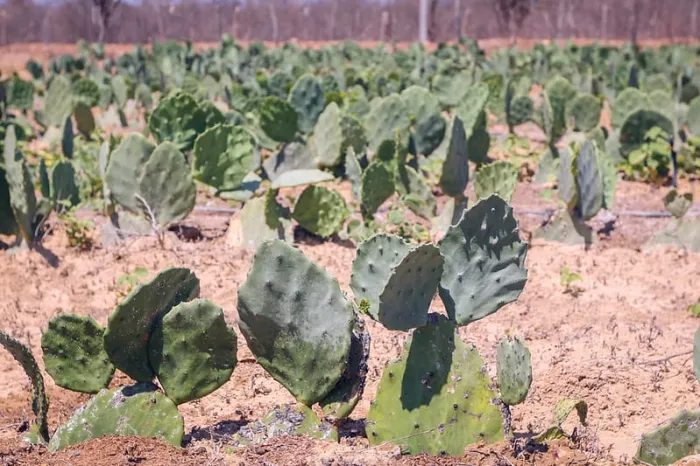 Plantio de Palma é alternativa de alimento dos animais no período da seca na zona rural