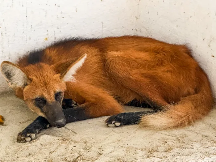 Cetas de Vitória da Conquista prepara soltura de lobo-guará resgatado em sítio na zona urbana