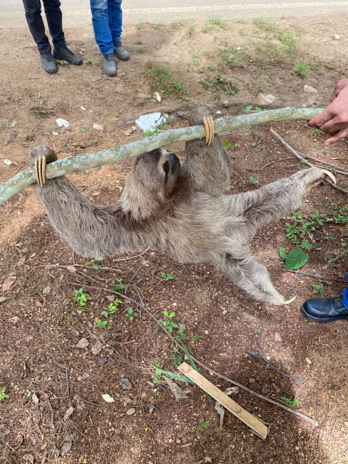 Guarda Municipal resgata bicho-preguiça na zona rural de Vitória da Conquista