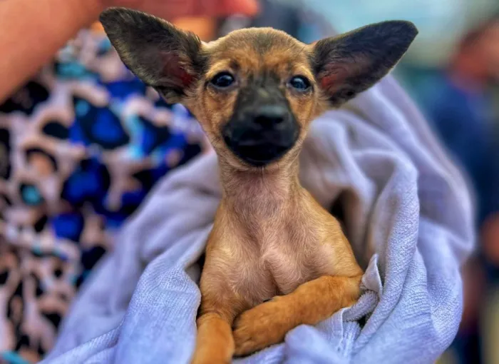 Carretão do Pet Vida leva serviços gratuitos de bem-estar animal a Pedro Canário e Conceição da Barra