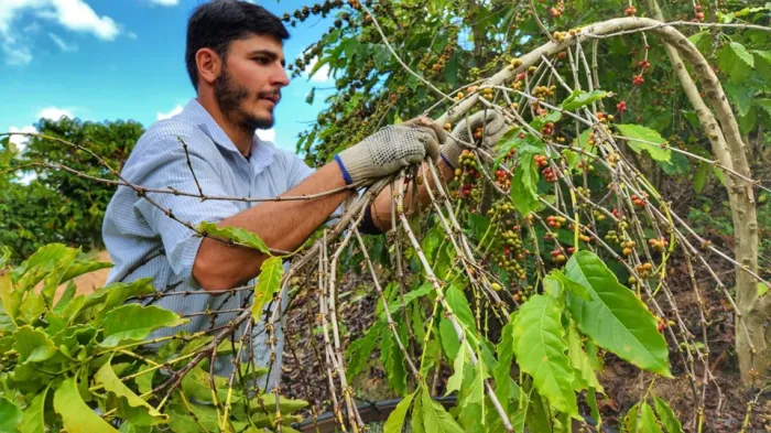 Produtores rurais impulsionam resultados ambientais e econômicos do Programa Reflorestar no Espírito Santo