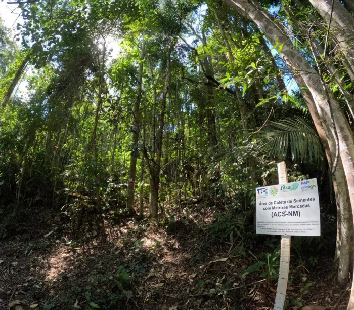 Projeto vai fornecer sementes da Mata Atlântica para agricultores capixabas implantarem agroflorestas