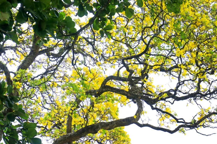 Temporada de floração dos ipês deixa avenidas e praças de João Pessoa mais coloridas