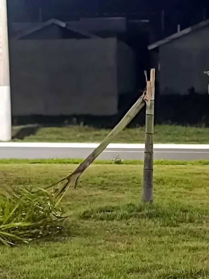 Prefeitura de Araçatuba fará replantio de árvores no Vida Nova nesta sexta-feira