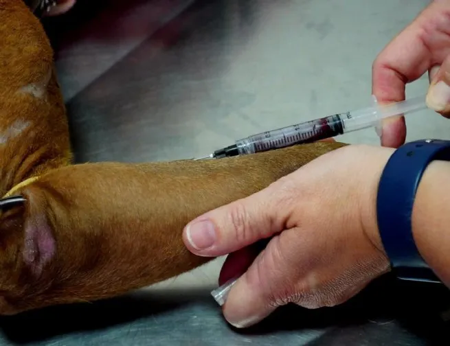 Prefeitura realiza coleta de sangue para check-up de rotina em pets disponíveis para adoção responsável no CCZ