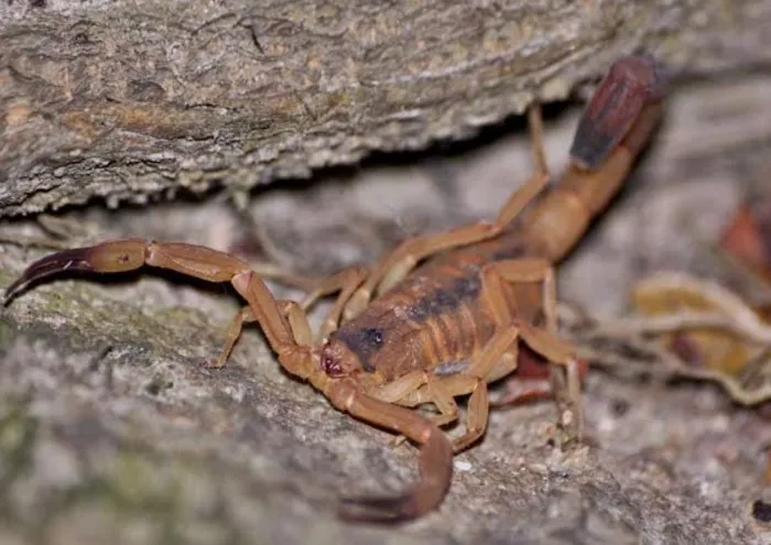 Prefeitura reforça orientações para prevenção contra picadas de escorpiões e outros animais