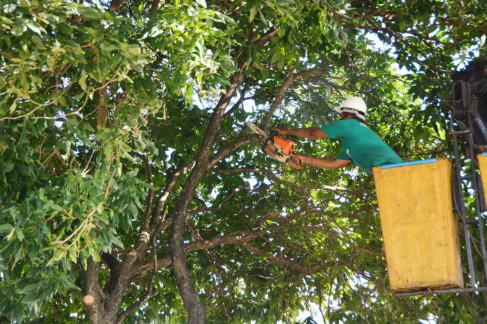 Sedurb finaliza o mês de janeiro com 462 podas de árvores realizadas em João Pessoa