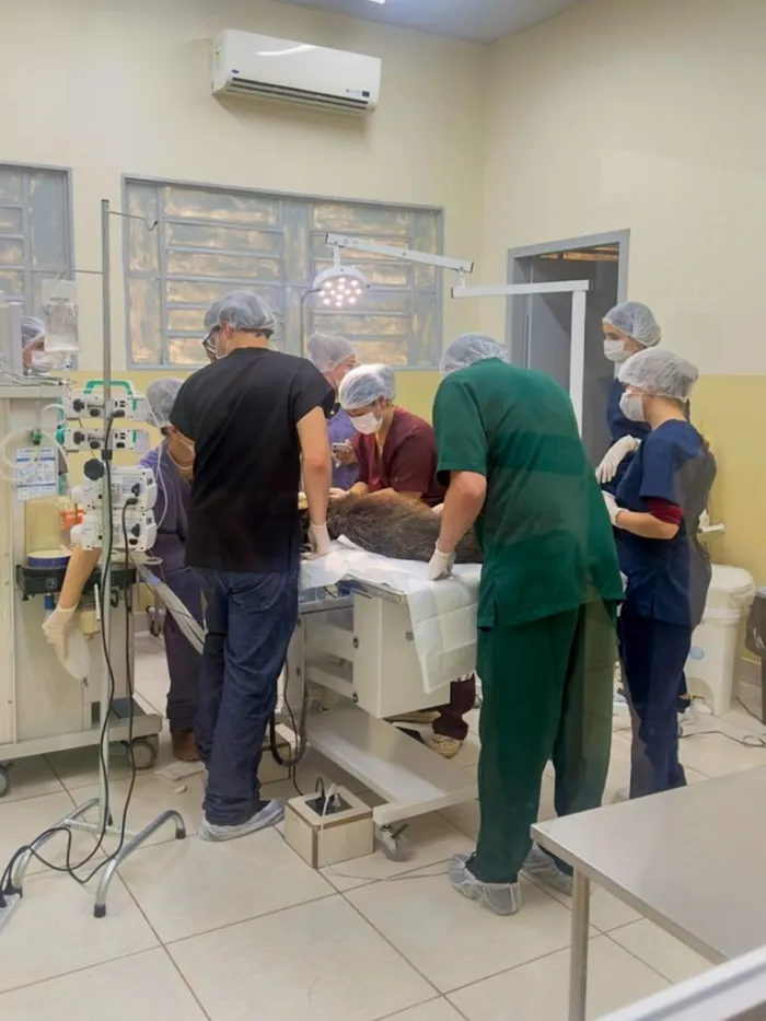 Queixada do zoológico de Araçatuba passa por cirurgia de emergência, apresenta rápida recuperação e passa bem