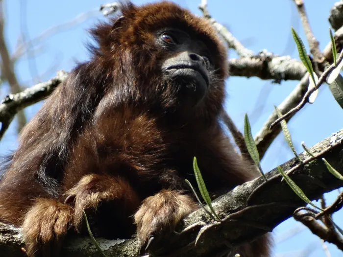 Desde o início do programa, a Fundação Florestal já reintroduziu 23 bugios na região Fotoi: Divulgação/Governo de SP