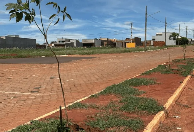 Cerca de 100 mudas são plantadas em importantes avenidas e ampliam arborização urbana