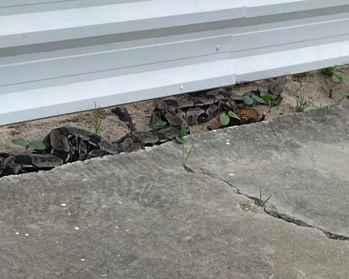 Cobra medindo cerca de 2,30 metros foi encontrado em via pública - Ascom PMAL