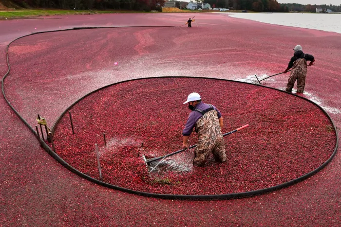 Aliado contra a infecção urinária, o cranberry começa a ganhar espaço no Brasil
