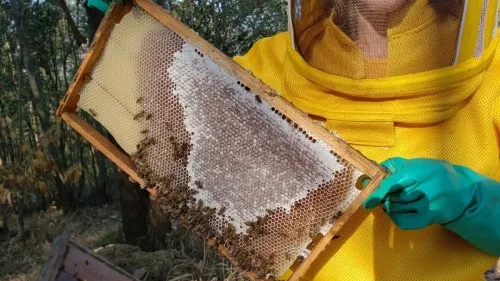 Foto: Reprodução/Prefeitura de Porto Velho - RO