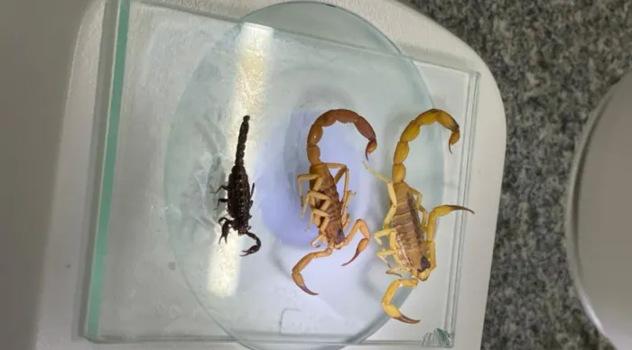 Identificação das espécies fortalece a vigilância e o controle dos acidentes no estado // Fotos: Ascom FSPH