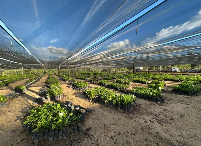  A distribuição das mudas de café clonal chega como um importante incentivo aos agricultores do município, que têm na cafeicultura uma das principais fontes de renda (Foto: Ian Machado | Assessor Parlamentar)