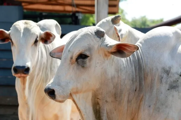 Em favor do Acre, STF decide sobre legalidade de cobrança de ICMS em transferência de gado entre fazendas de mesmo proprietário