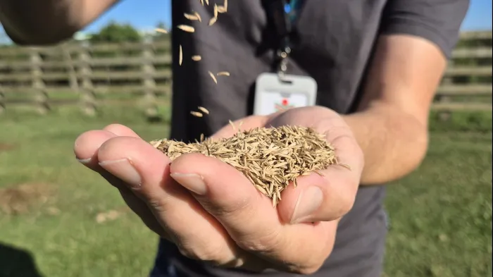 Epagri disponibiliza 600 toneladas de azevém de alta produtividade para pecuaristas catarinenses