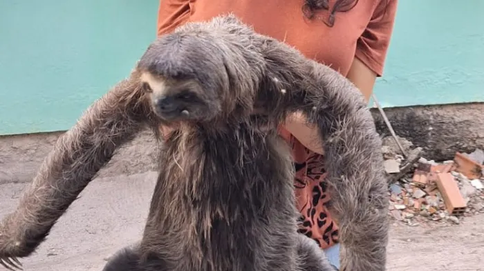 Foto: Divulgação/Ascom Inema