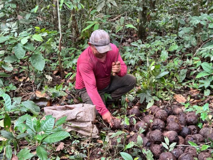 A recuperação da cadeia extrativista deve movimentar mais de R$ 1 milhão no comércio dos municípios de Rondônia