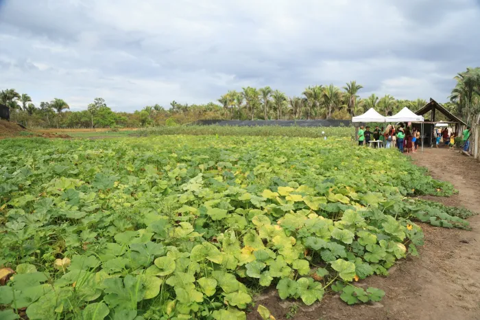 Mutirão Agroflorestal fortalece produção sustentável em Paço do Lumiar
