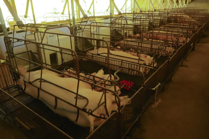 Paraná consolida liderança na exportação de suínos reprodutores; colheita de soja alcança 37%