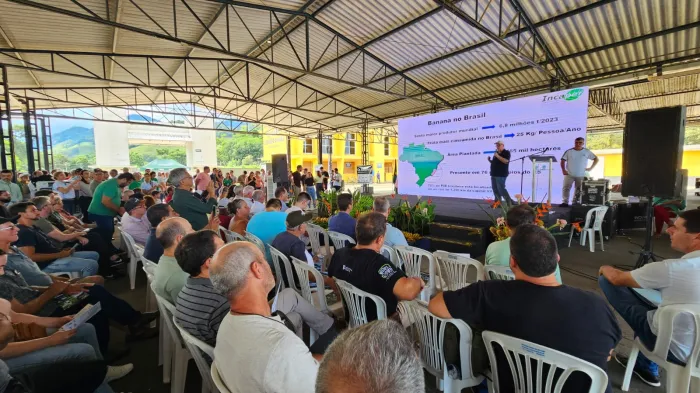 Nova variedade de banana do Incaper é lançada em Alfredo Chaves