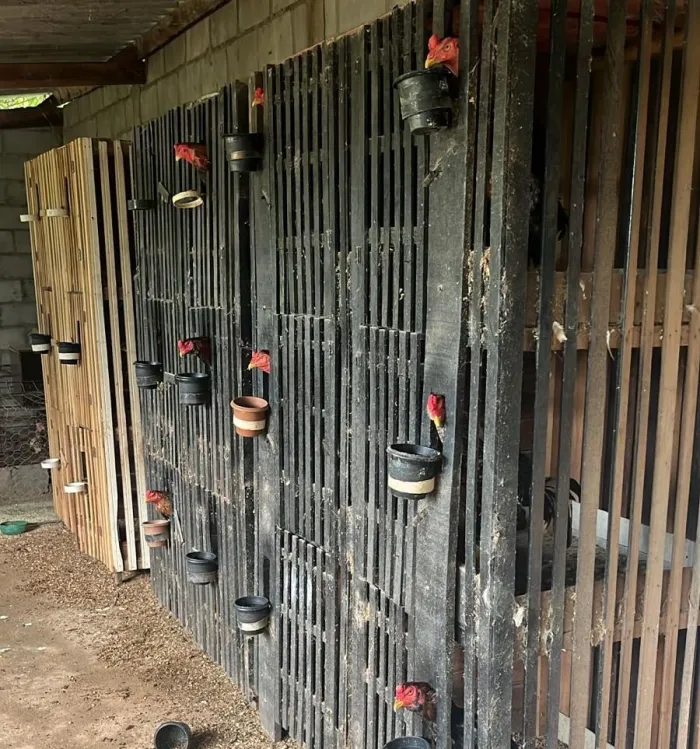 Polícia Civil e Sema desarticulam rinha de galos na região do Engordador, em Várzea Grande