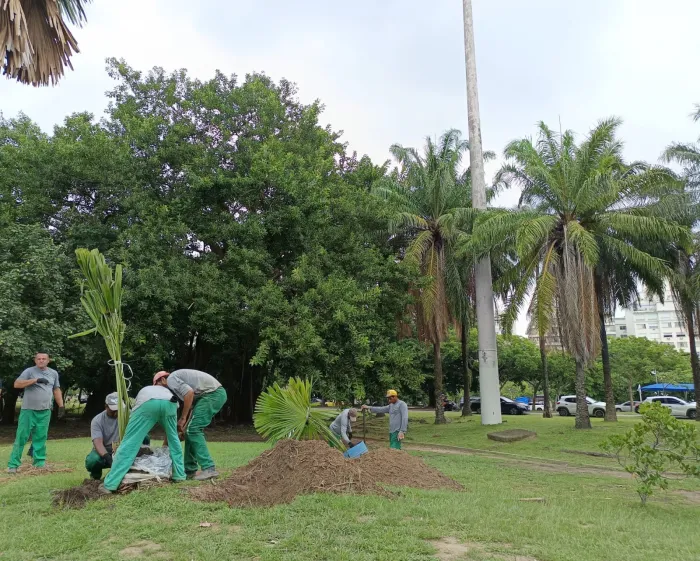 Secretaria de Meio Ambiente e Clima promove plantio de palmeiras Talipot no Aterro do Flamengo