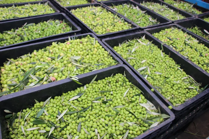 Erasmo Pereira / Epamig