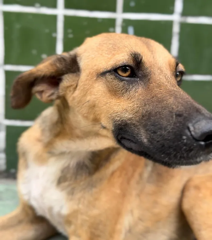 Prefeitura realiza mutirão e Dia D de cuidados para animais idosos na Clínica e no Hospital do Pet